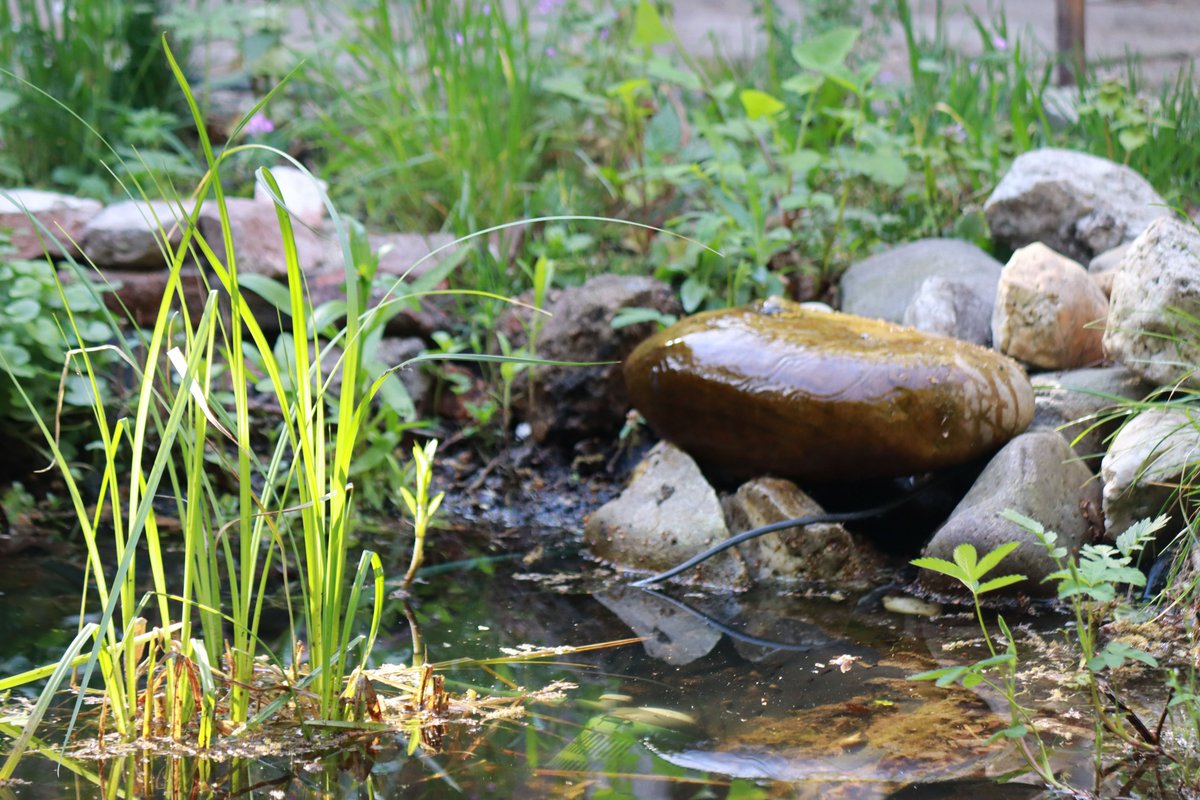 Waternatuur je tuin in halen was nog nooit zo makkelijk! Met #TuinyPoel laat jij jouw tuin nog meer bruisen waardoor het niet alleen voor jou fijner is om in de tuin te zijn, maar ook voor amfibieën, insecten én vogels 💚🐦 bit.ly/3OnXAIO