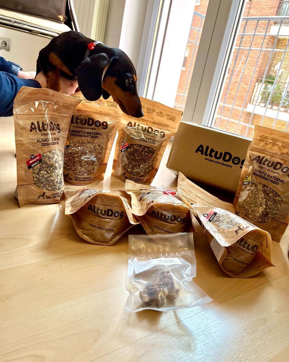 Altudog's tweet image. Kenzo (@kenzo.el.salchicha) es un olfateador nato🐾 y le encanta descubrir sus pedidos, esta vez tiene de todos los menús y no sabe por cual empezar 🐶
.
#AltuDog #alimentonatural #alimentonaturaldeshidratado #comidaparaperros