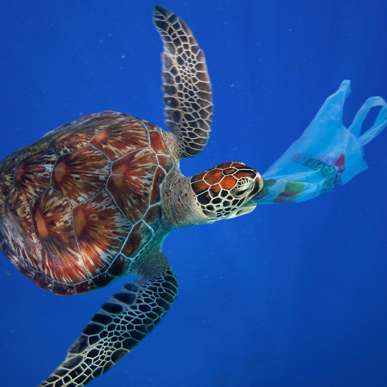Bob_TurtleCNFT's tweet photo. Do you like eating plastic? YUK! Nor do I! And yet...it happens as there is LOADS in the seas...so WHY do turtles eat plastic?
https://t.co/MfzWn7lAqu
#babluvandbob #hawksbill #turtle #bobtheturtle #dianibeach #marineconservation #cnft #cnftworld #nft #cardano https://t.co/SOJrJW00Uf