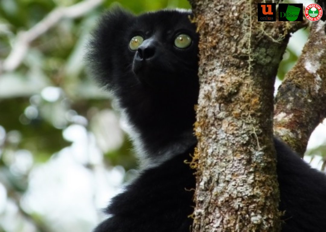 Friend of the Earth launches a project to save the Madagascar singing lemur from extinction.

 The indri, also called the babakoto, is one of the giant living lemurs. It is monogamous and lives in small family groups.

Everything about the new project: 
friendoftheearth.org/it/il-lemure-c…