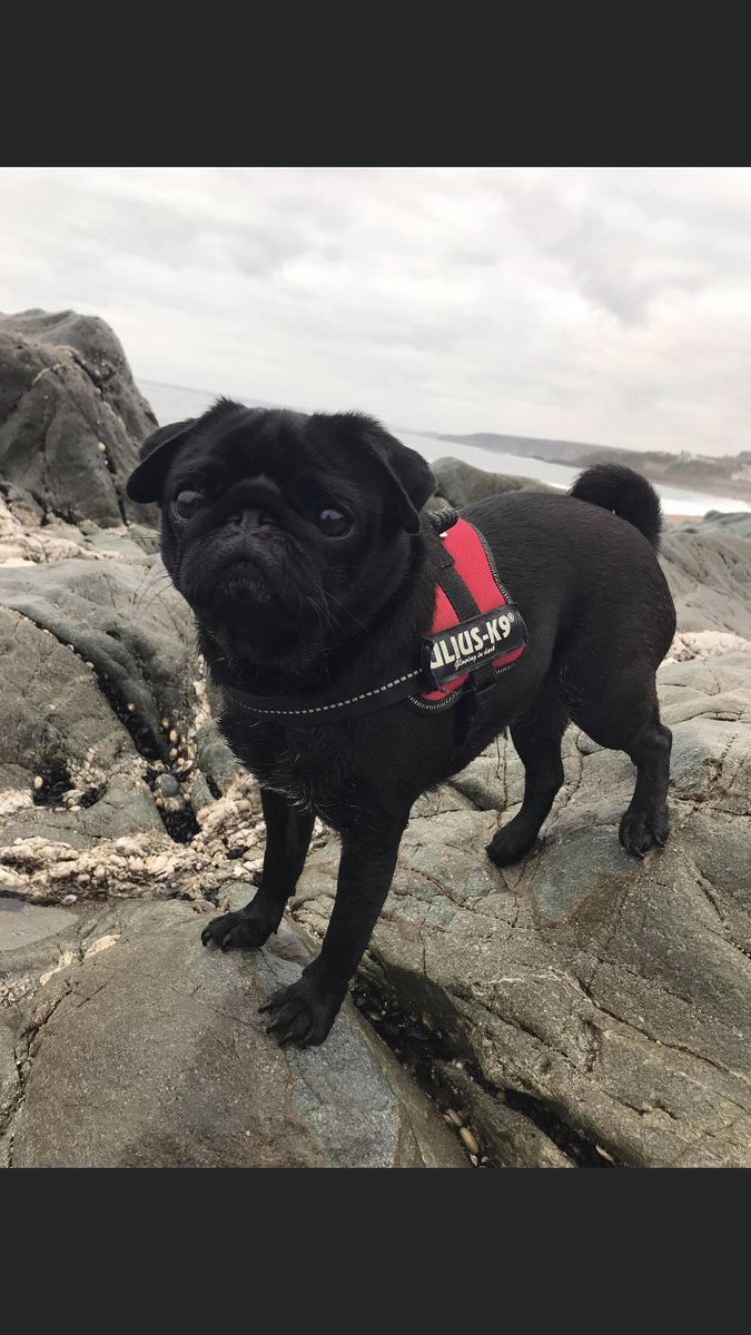 RachaelB100's tweet photo. AIKA 3 Years #Missing #Cheltenham #Gloucestershire #GL12
Female Pug #Chipped #Spayed 17/1/2019
Found & kept #TheftByFinding
Taken #PetTheft
Acquired a dog like her or seen in your area?
#ScanthatChip
Please keep looking for Her 🙏
https://t.co/5qls8LqhaC
https://t.co/z39MKQ8of2 https://t.co/hXFl8Ybj81