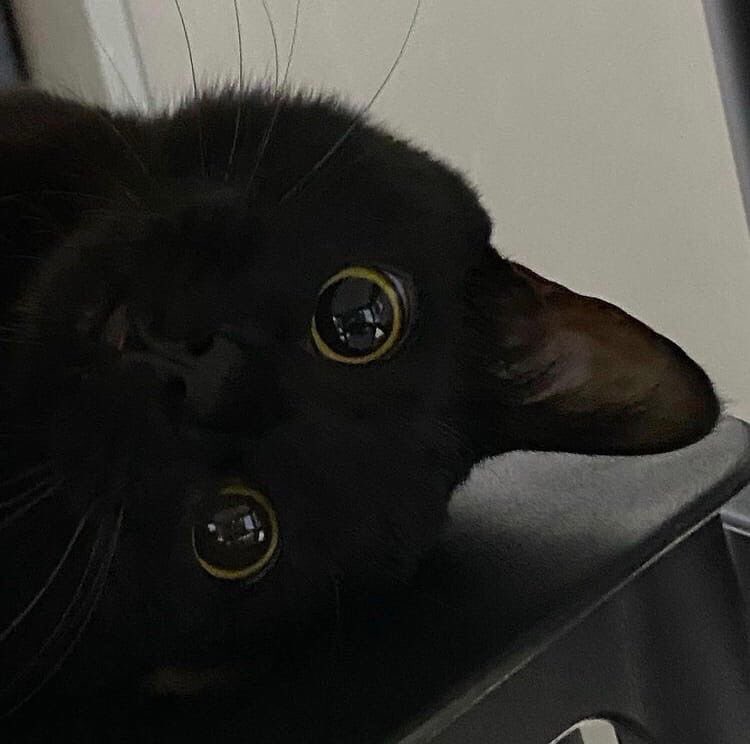 ㅤ

      XERXUS.⠀ UPDATE 
  ㅤㅤㅤㅤㅤ⏱️: 5:22 pm
ㅤ               
  welcome home, syrup.
ㅤㅤㅤ