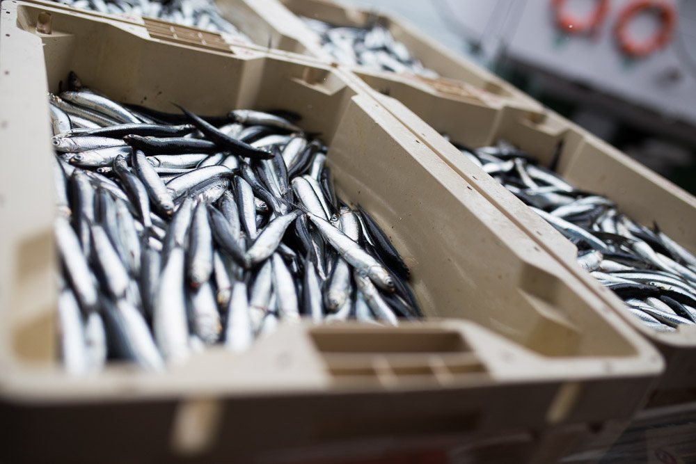 Estamos en plena 🌊Costera de Primavera, en Campaña de 🐟Anchoa del Cantábrico. Por ello os queremos obsequiar con un 🔝10% de descuento🔝 en todas las referencias de Anchoa #YurritaGastronomika 👏👏. Visítanos en tiendayurrita.com y descubre más...