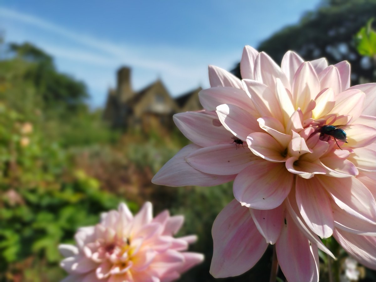 Visiting the gardens Wednesday, Thursday or at the weekend and want to learn more about the significance of Hidcote?
Join one of our Garden Guides each of the above days for one of our three 'Introduction to Hidcote' talks. 1/2