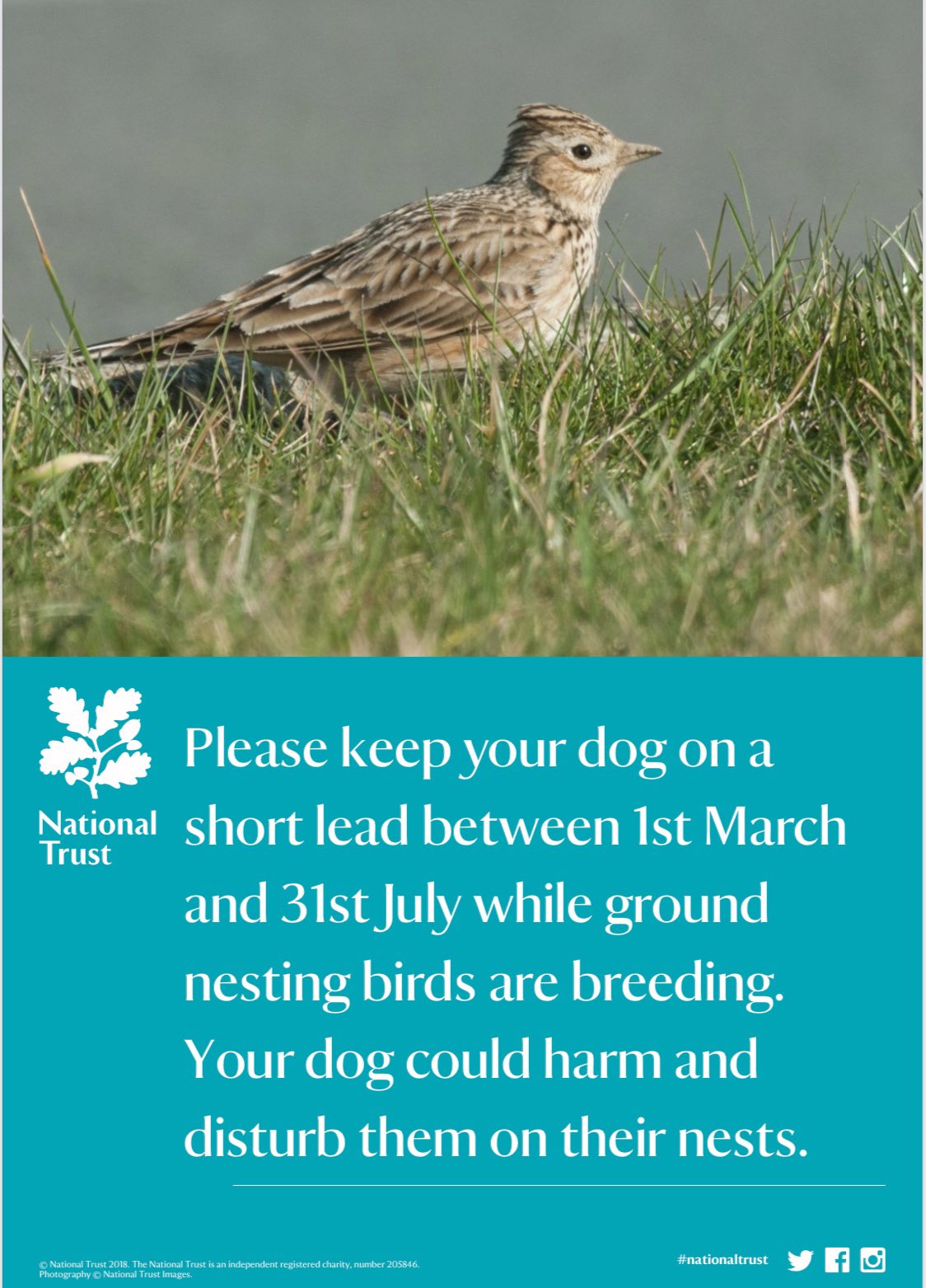 NT Sandscale Haws NNR on Twitter "There are so many birds nesting on