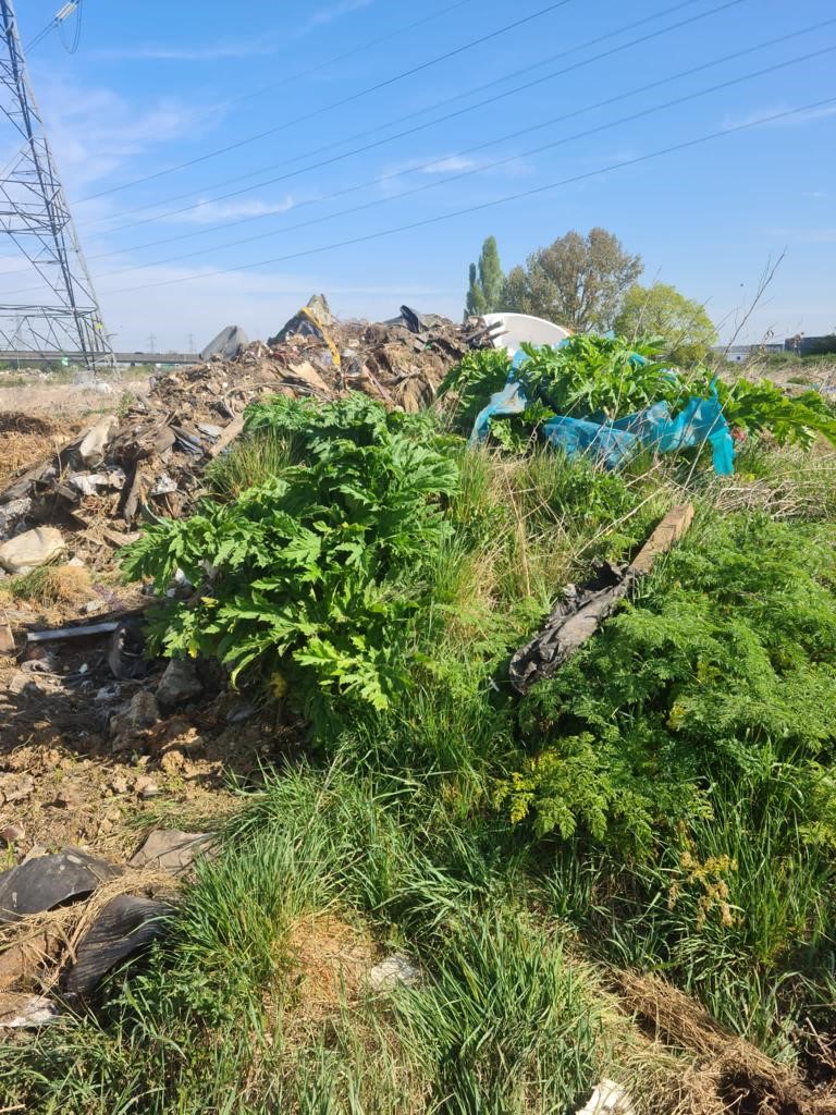 JKSLtd's tweet photo. No, we're not... just Knotweed.. 'On a new project in London we’re sorting &amp; removing …abandoned skips, old bonfires, abandoned cars, greenhouses, asbestos, washing machines, shopping ...'  https://t.co/t0pguS1H3J #JKSL #blog #invasiveplants #gianthogweed #japaneseknotweed https://t.co/CpkvnoJGXk