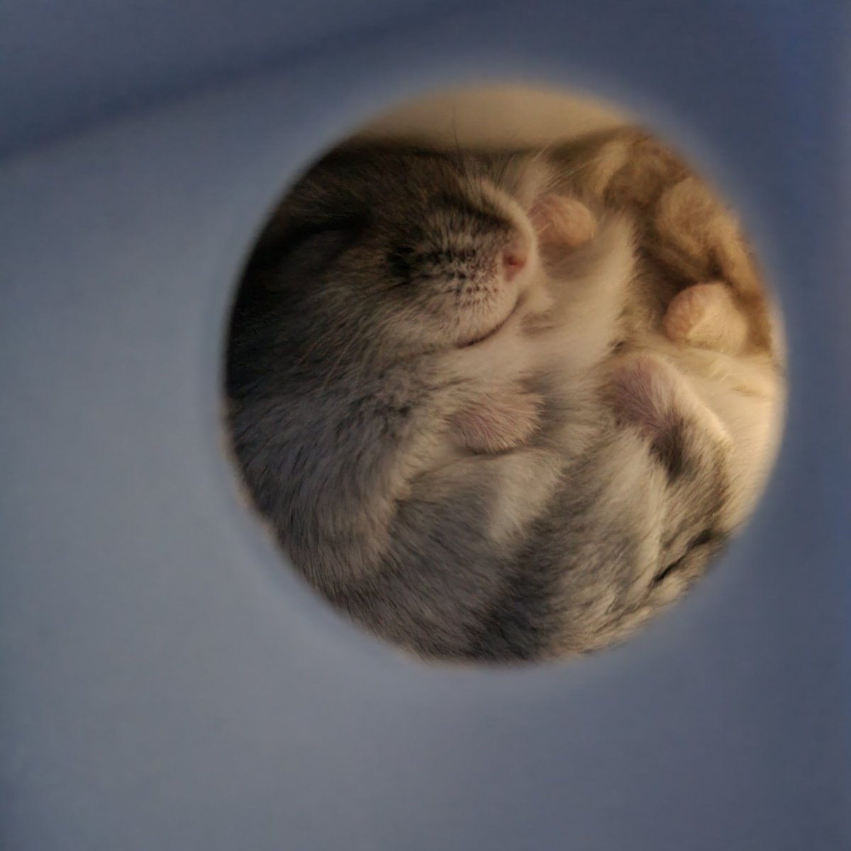 아니 어쩜 이러고 자냐구..  대체.... 퇴근하자마자 심장마비 각..