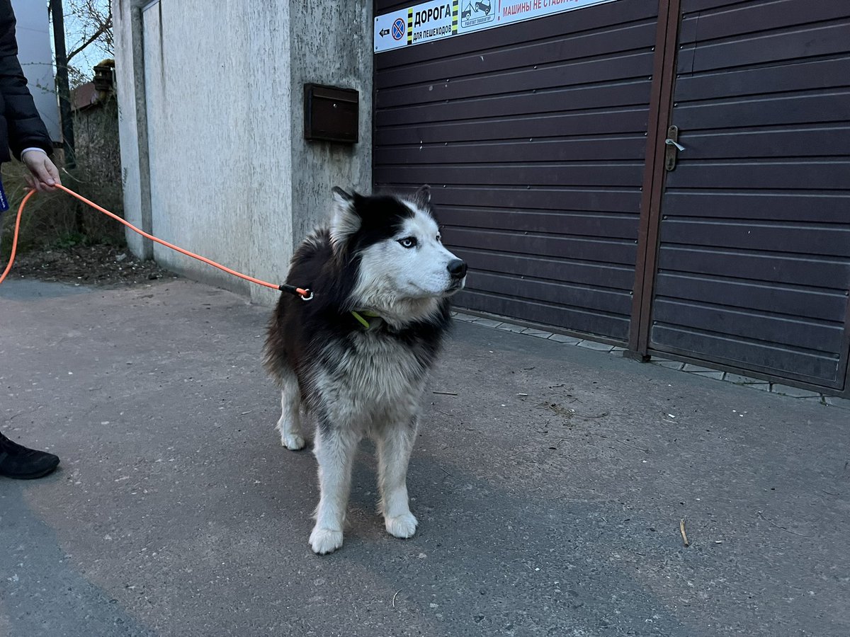 Today’s dog of war was walking with a companion near the beach in Odesa. 

He has the very human name of Steve