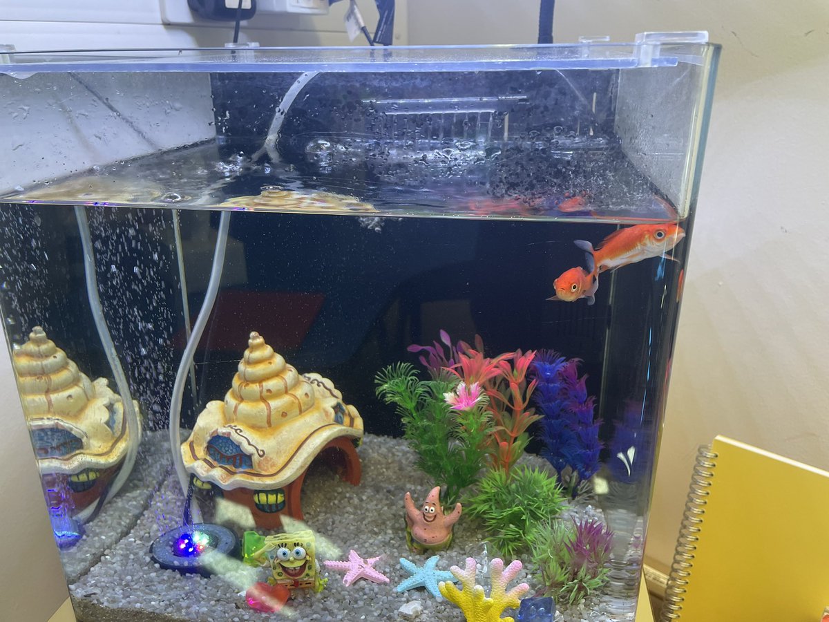 TheHiveStBen's tweet photo. A new term with new friends ! Thing 3 and Thing 4 joining the Hive 🐟🐟❤️ The children love watching their exploits 🤩 @StBenedictsPS @GlasgowNurture https://t.co/EsiyaSxqEU