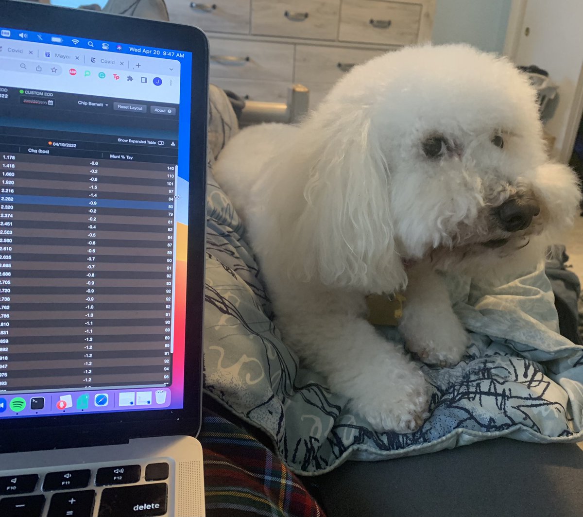 jesslerner's tweet photo. I have the cutest editorial assistant this week. He may not be a great helper, but he’s so fluffy so I can forgive him. ❤️ https://t.co/thBjTNiyZb