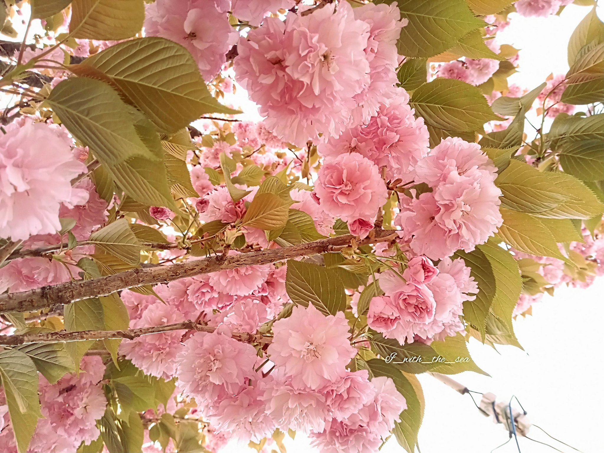 関山桜 Twitter Search Twitter