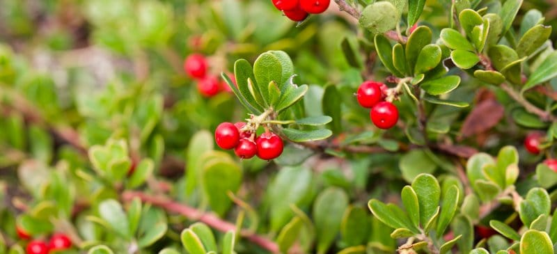 Healing Plants Mega THREAD

(Will be updated daily) https://t.co/z8Z07UmyGQ