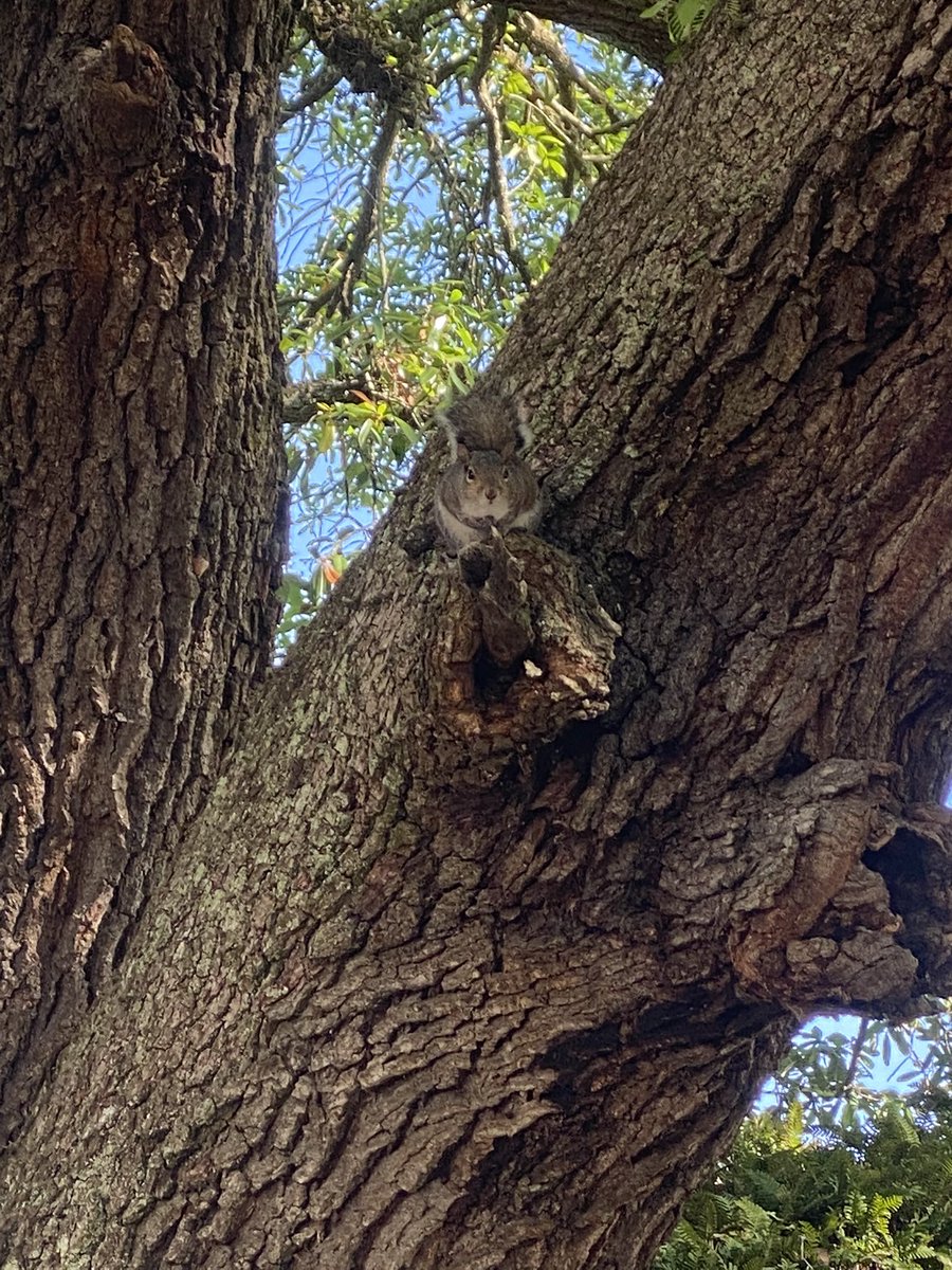 StevenDSteele72's tweet photo. #squirrel #camouflage #Outdoors #attackposition #wildlife #nature #wildlifephotography #wild https://t.co/Zs9QEs6ssh