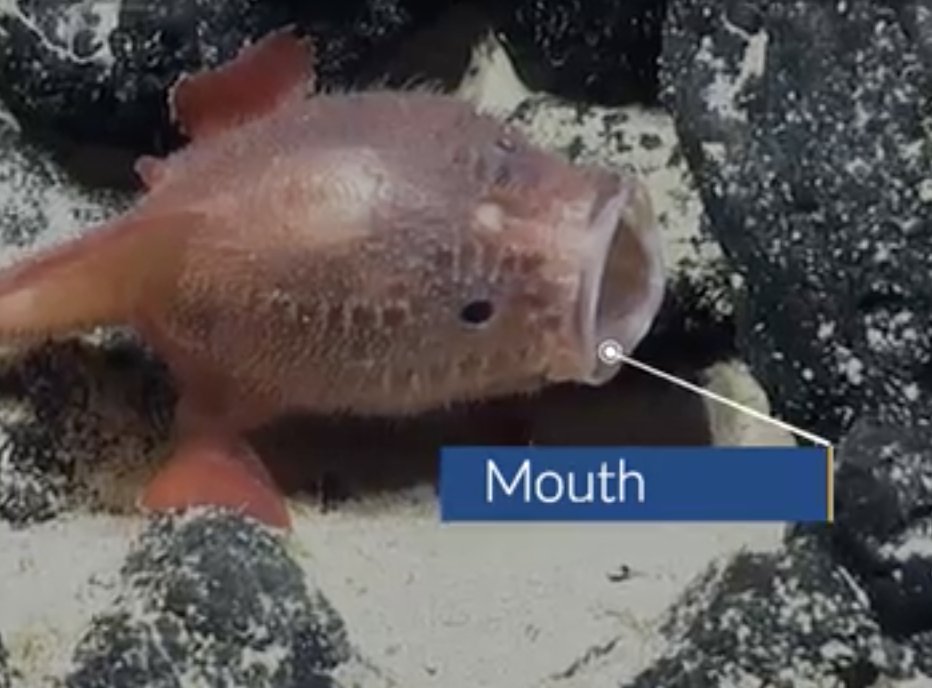 EVNautilus's tweet photo. No, it’s not a #Pokémon; it’s a #Chaunacops! This #anglerfish (also called #seatoad) treated the team to its impressive jaw structure and other evolutionary advancements on an unnamed eastern seamount of the Liliʻuokalani Ridge outside #PapahānaumokuākeaMarineNationalMonument. https://t.co/1U1xv2DKF2