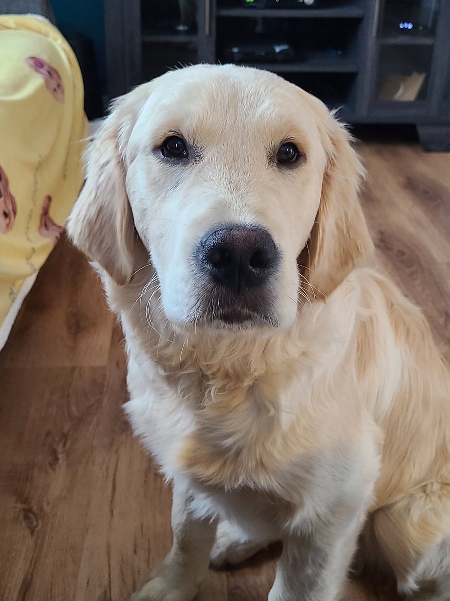 CourtHaw's tweet image. The dude is 6 months old today!! How is this possible, feels like we just brought him home! Happy 6 months to our sweet guy Patrick ❤🥳😘 #goldenretrievers #goldenpatrick #6monthsold #bigboy #dogsoftwitter