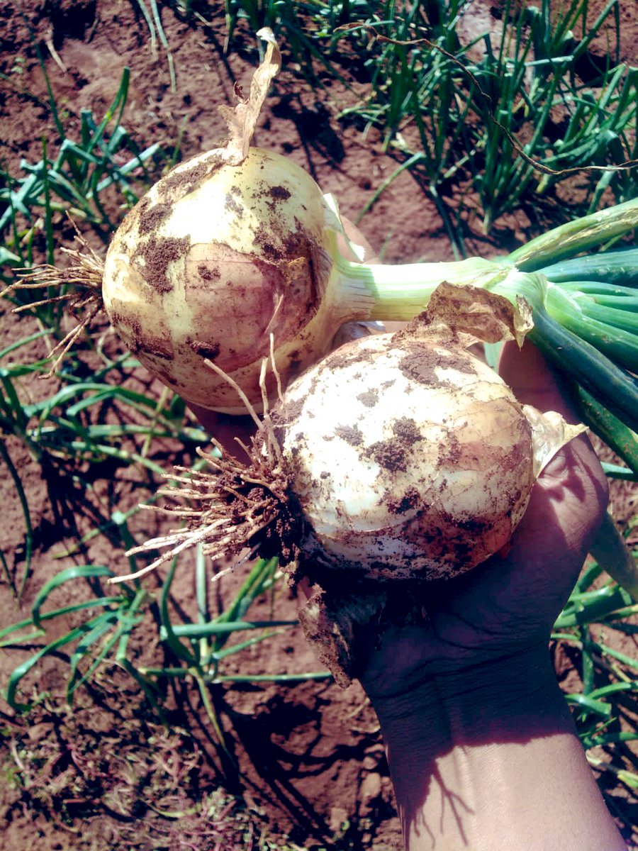 SphiweMashiyane's tweet photo. All grown at Sphiwefarm farm. And yes we do kasi delivery as well #agriculture  #farming #Kasiagriculture #Sphiwefarm https://t.co/MPUL5WHvRi