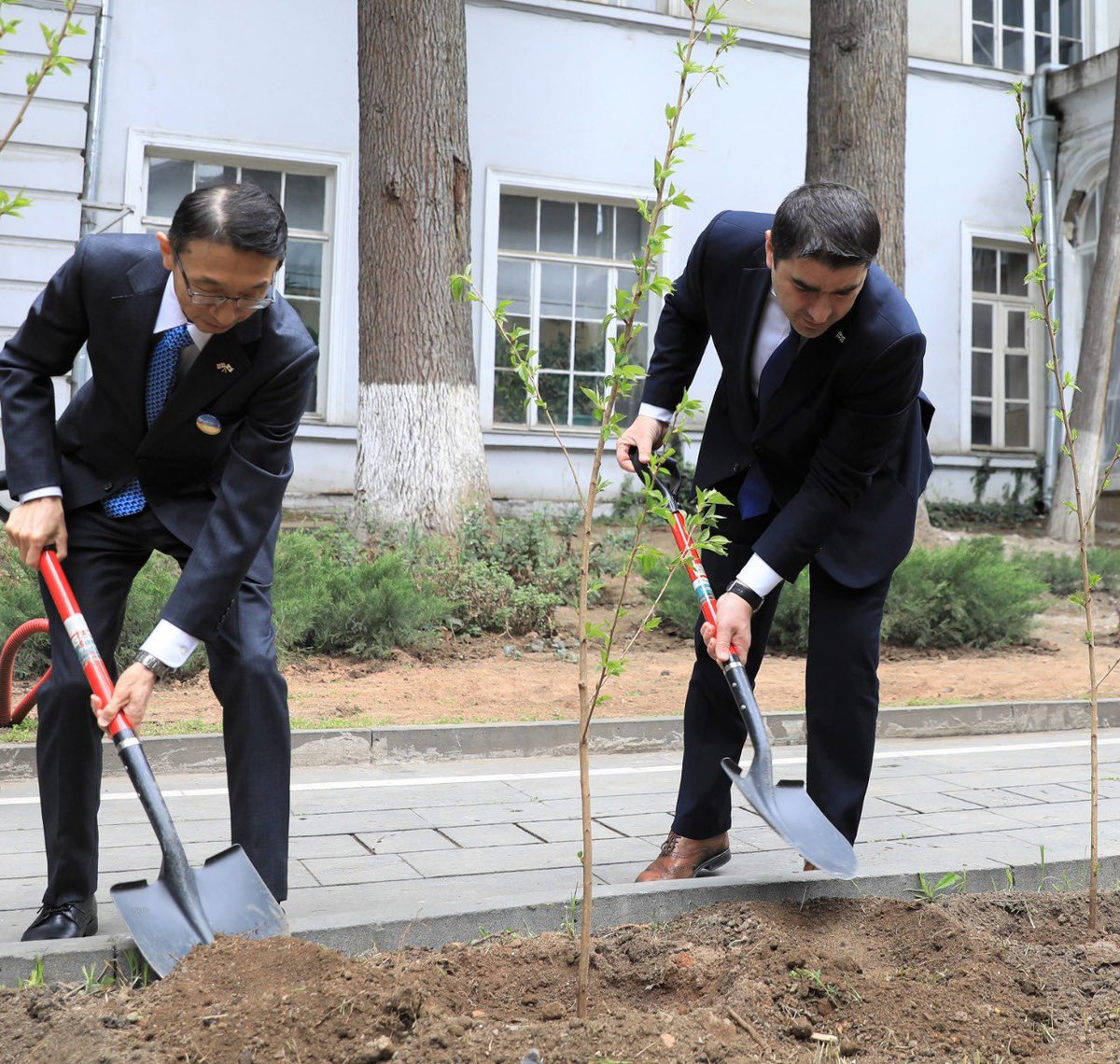 shpapuashvili's tweet photo. Planted Sakura cherry trees as a symbolic tribute to mark 30 years of diplomatic relations between #Georgia 🇬🇪 and #Japan 🇯🇵. Just as these trees blossom, we will continue our efforts of advancing our strong bilateral partnership further. @jp_amb https://t.co/J6TWizGjfE