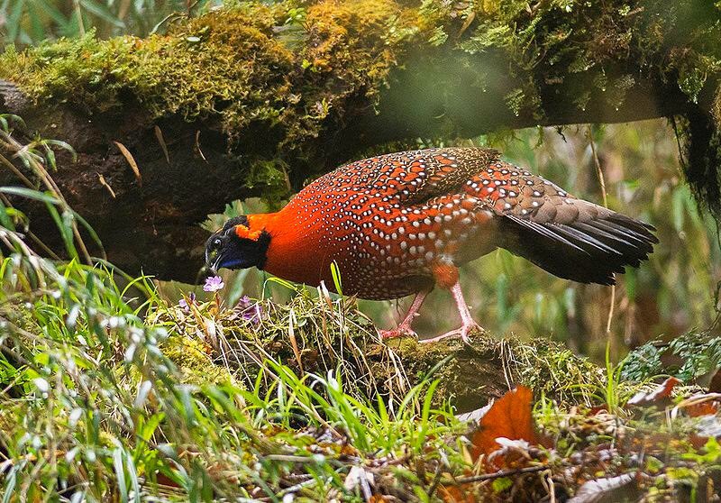 MoEF&CC (@moefcc) on Twitter photo The <a href="/ZoologicalI/">Zoological Survey of India</a> scientists have re-discovered Satyr Tragopan or crimson horned pheasant in Senchal Wildlife Sanctuary, Darjeeling district of West Bengal after 170 years.
Read More : pib.gov.in/PressReleasePa… The <a href="/ZoologicalI/">Zoological Survey of India</a> scientists have re-discovered Satyr Tragopan or crimson horned pheasant in Senchal Wildlife Sanctuary, Darjeeling district of West Bengal after 170 years.
Read More : pib.gov.in/PressReleasePa…