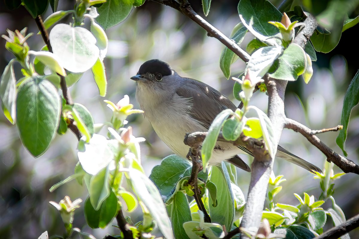 Karabaşlı Ötleğen/ Eurasian blackcap/  Sylvia atricapilla

Tür ismi yanlış ise lütfen bilgilendirin.
#ötleğen #karabaşlıötleğen #kuş #hangitür #bird