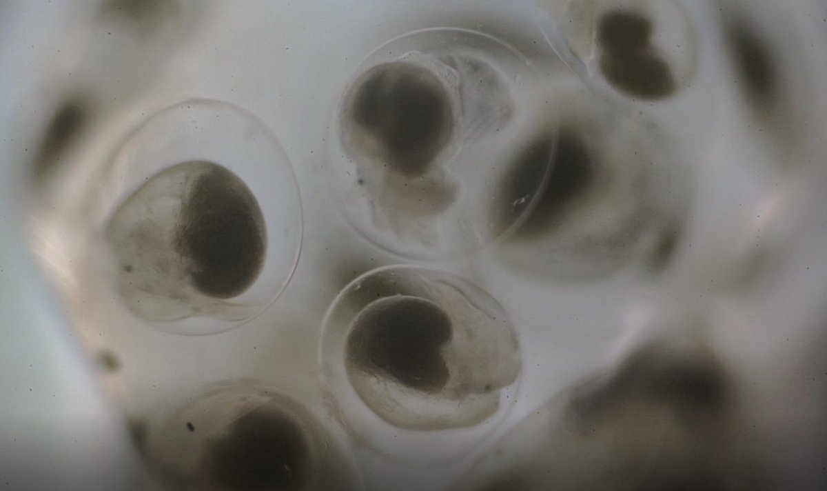 NCLiveProgramme's tweet image. Sonia Levy and Heather Swanson joined us in conversation, moderated by Filipa Ramos, to elevate the ideas and knowledge that brought Sonia Levy’s new film Creatures of the Lines into life.
The livestreamed event is available to watch via our YouTube channel.