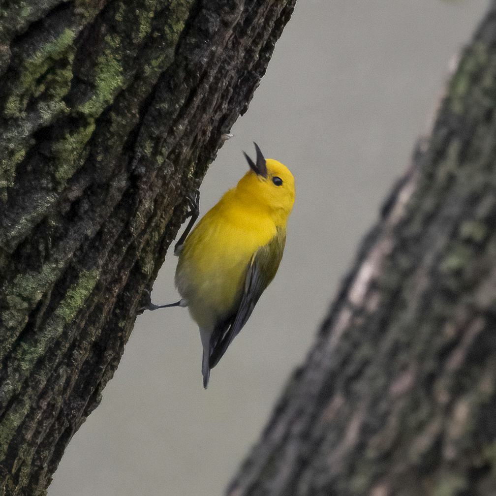 yao_chen1's tweet photo. Saw prothonotary warbler, hooded warbler, yellow-rumped warblers, blue-gray gnetcatcher etc. at CP Pool and Loch, among 31 species seen during the Linnaean Society morning walk. (Failed to get a good shot of the hooded warbler :) ) @BirdCentralPark @LinnaeanNY @CentralParkNYC https://t.co/jbhceB8MWS