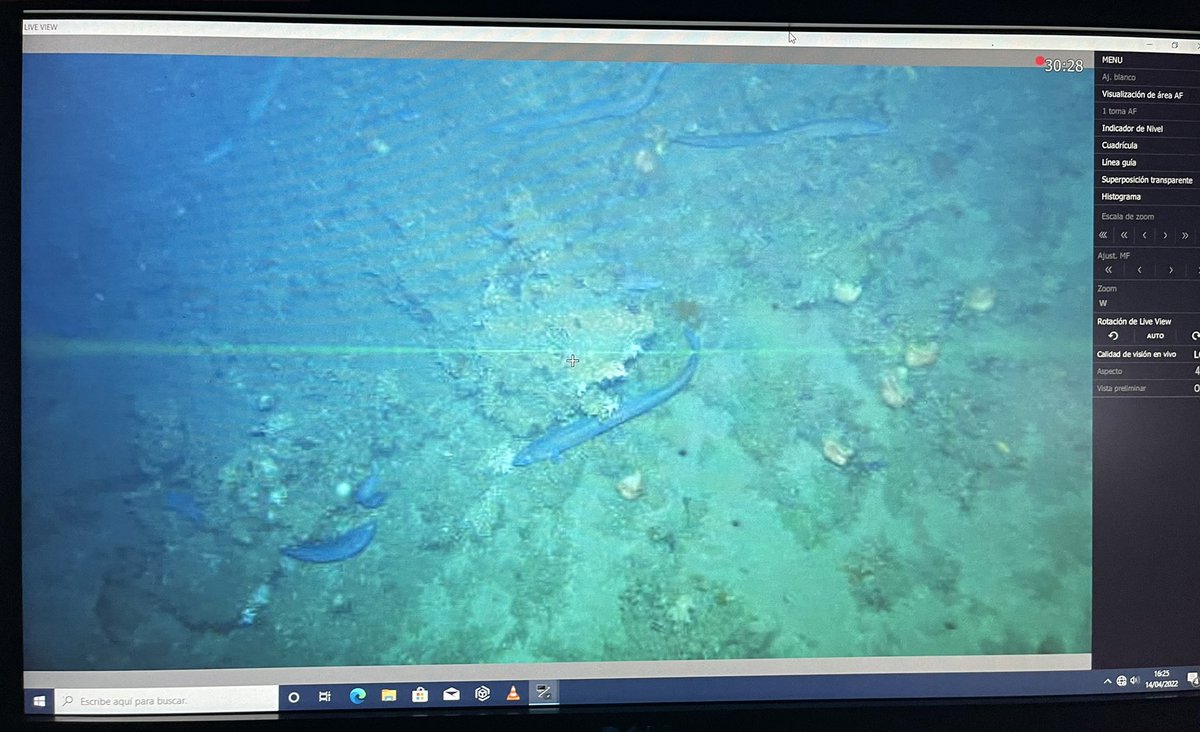 bio_aguamarina's tweet photo. Termina la campaña IntemaresC2_0422!!! A bordo del B/O Ramón Margalef, hemos navegado las aguas del Cantábrico, probando metodologías no invasivas para monitorizar el bentos de áreas marinas protegidas, con compis del @IEO_Santander, @IEO_GIJON e @IEOMurcia 
@CSIC https://t.co/MhtWkyQRTZ