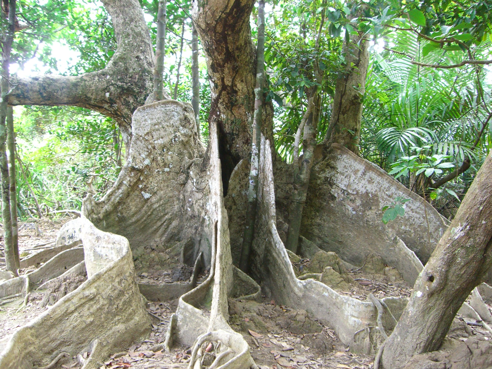 サキシマスオウノキ Twitter Search Twitter