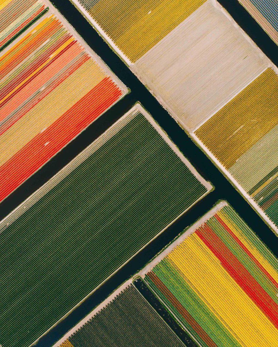 🥰💐 Our favorite time of year is here, the time of blossoming and blooming tulips fields! When it comes to tulips, which colour is your favourite?
📸 IG: @beemflights #Iamsterdam