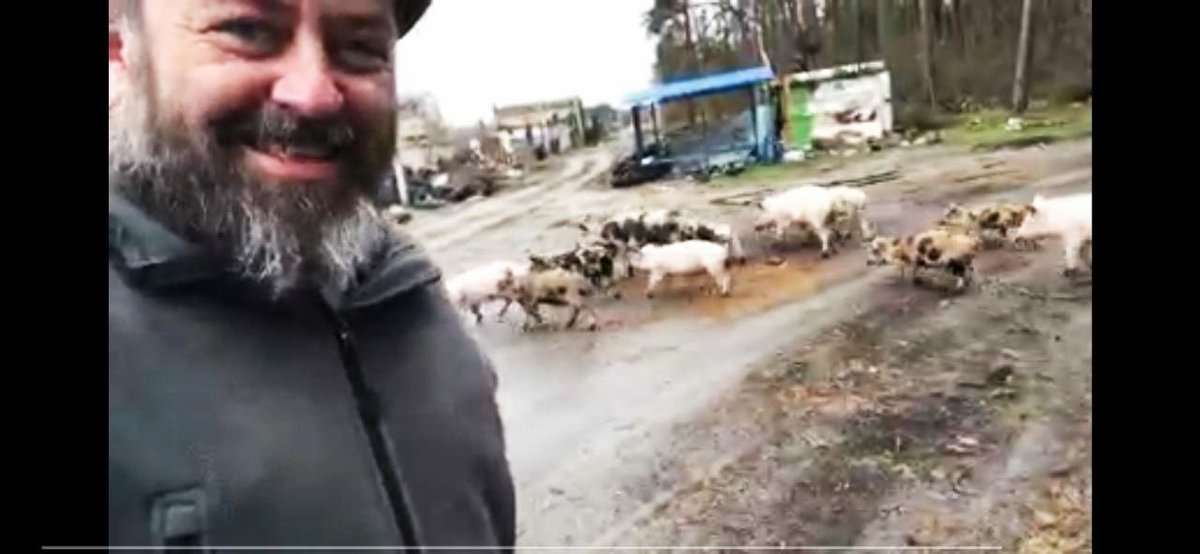 Purtova_aa's tweet photo. Apart from #straydogs, #straypigs and even #strayhorses have been spotted in the Kyiv region, near such places as #Bucha, #Borodyanka and #Irpin. 1/3 https://t.co/QH79wqtBUa