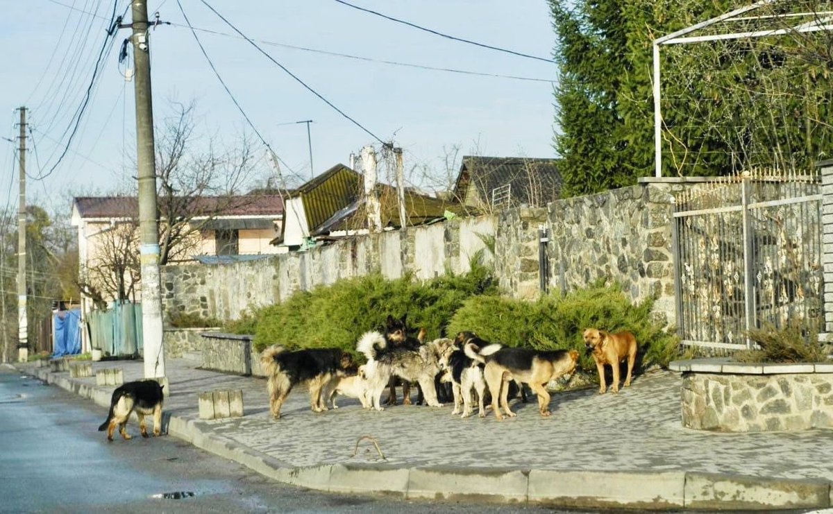 Purtova_aa's tweet photo. Apart from #straydogs, #straypigs and even #strayhorses have been spotted in the Kyiv region, near such places as #Bucha, #Borodyanka and #Irpin. 1/3 https://t.co/QH79wqtBUa