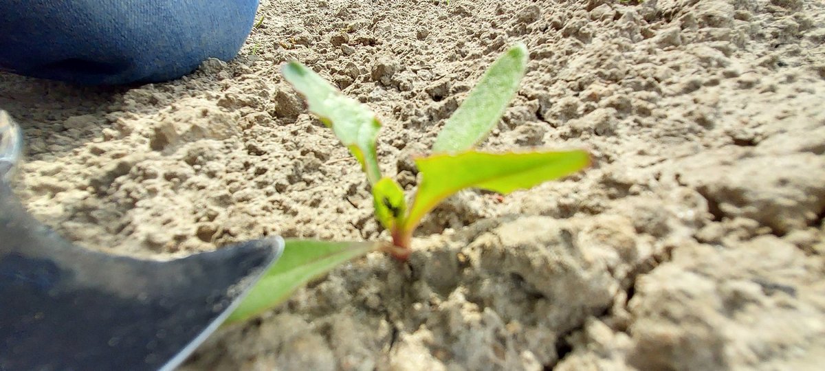 #bladluizen groen en zwart zijn vandaag te vinden in #suikerbieten, #aardappelopslag en #tarwe