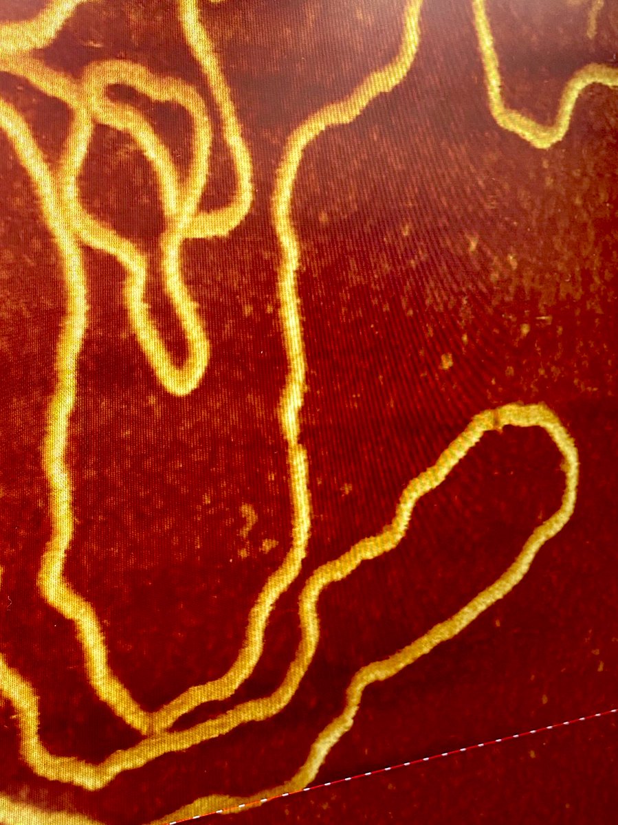 Todays wiggly worms complete with helical striping and single nick site are brought to you by <a href="/LibbyHolmes98/">Libby (also Elizabeth)</a> and <a href="/M_D_Newton/">Matt Newton</a> 🔬🧬⭕️