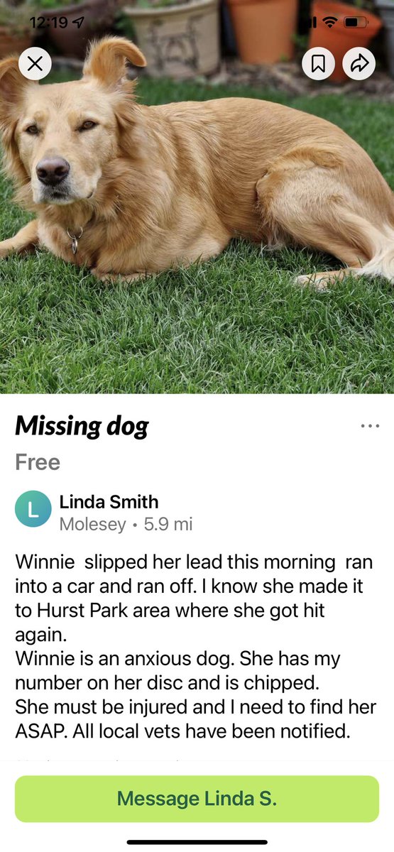 URGENT!! - MISSING DOG