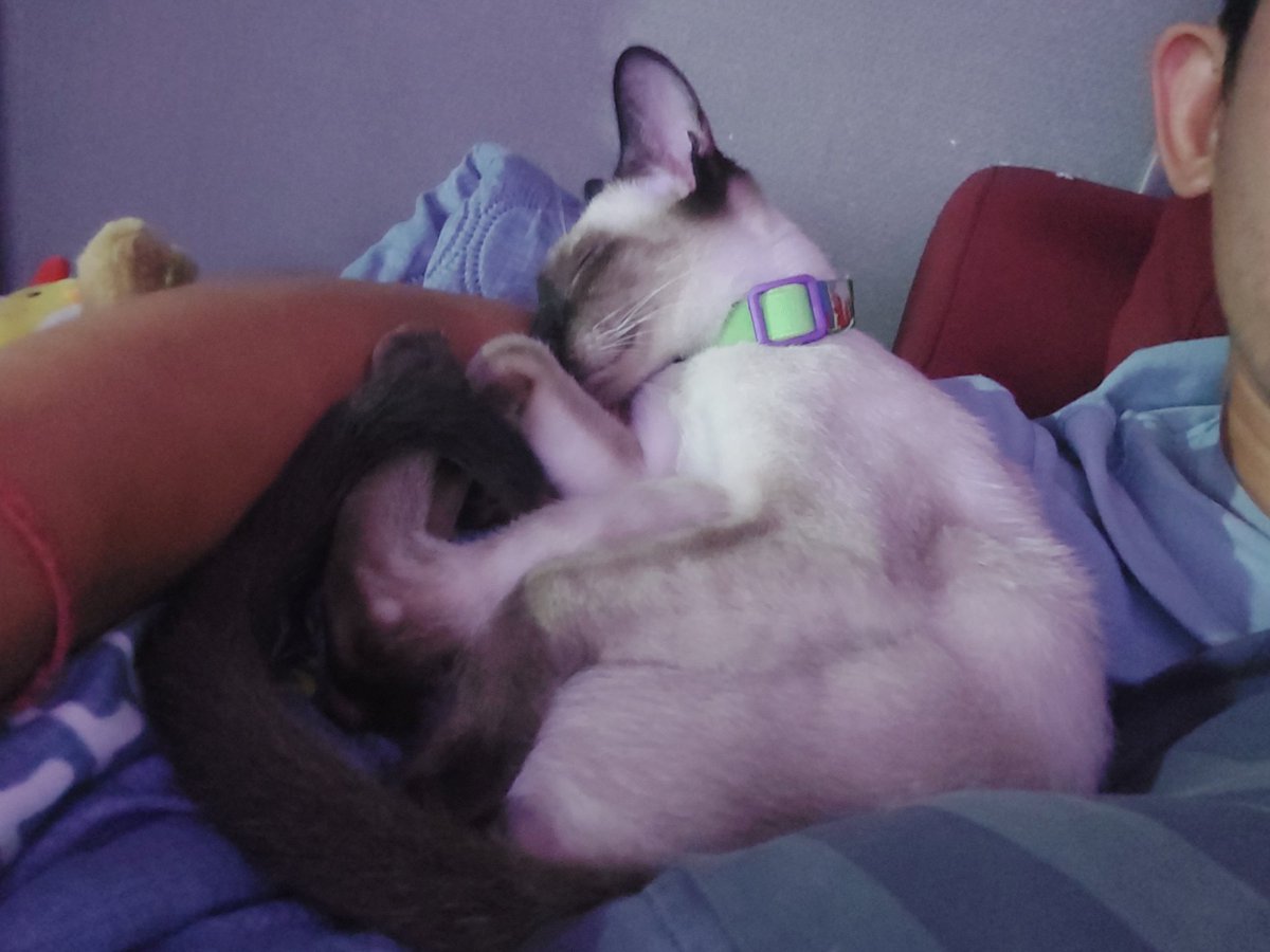 l2abbitJr's tweet image. อ้อนได้โล่เลย มูจิ