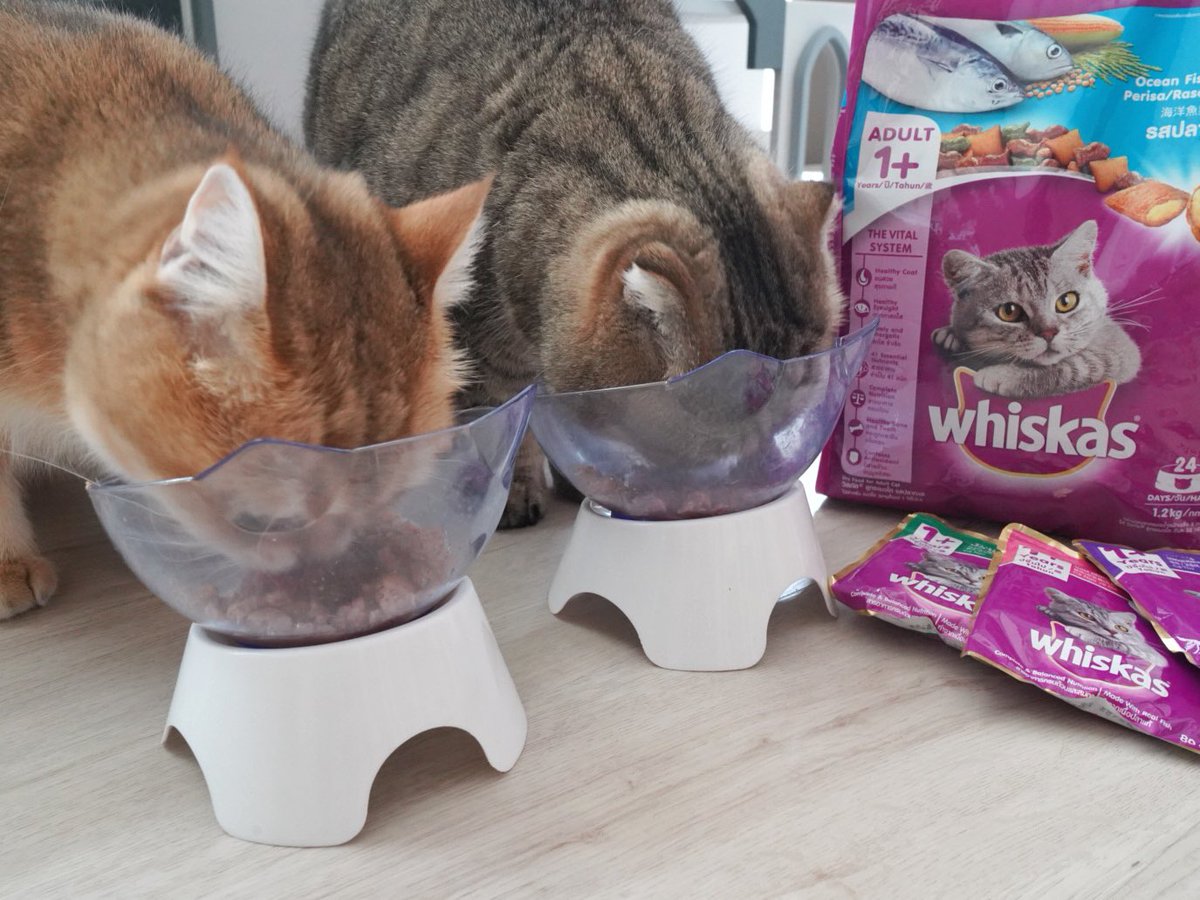 Bonusiie's tweet image. วันนี้แม่แมวมี #วิสกัส มาแจกด้วยนะคะมานุดด กินกันอร่อยฝุดๆไปเลย สารอาหารครบปัง ยิ่งกินยิ่งเพอร์ แถมตอนนี้ถ้าซื้อวิสกัสครบ 399 บ.มีสิทธิ์ลุ้นทอง ห้องน้ำแมว คอนโดแมว รางวัลเพียบ! ที่ไลน์ @whiskasrewards 

แต่แม่มี Whiskas pouch 4 ซอง มาแจกก่อน 10 รางวัล กติกา*แค่ ‘รีทวิตโพสต์นี้’