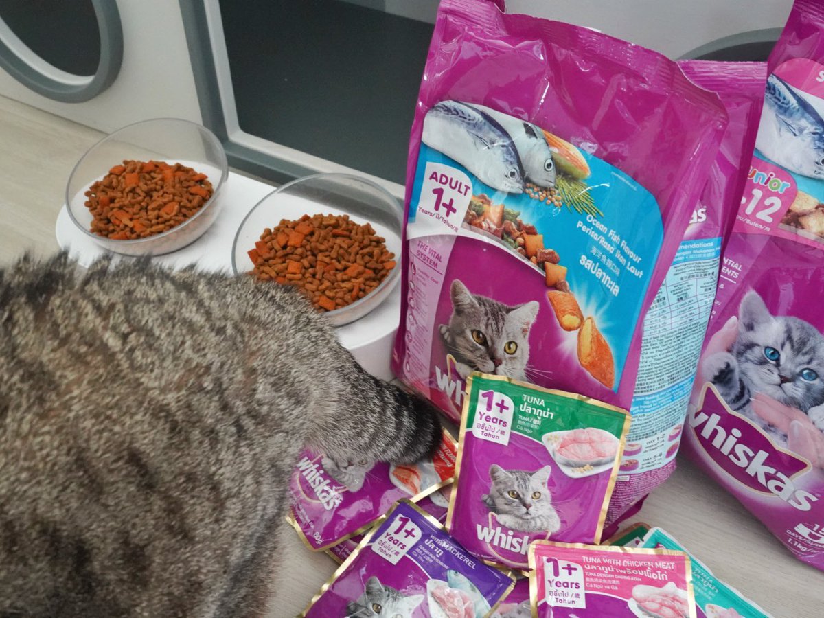 Bonusiie's tweet image. วันนี้แม่แมวมี #วิสกัส มาแจกด้วยนะคะมานุดด กินกันอร่อยฝุดๆไปเลย สารอาหารครบปัง ยิ่งกินยิ่งเพอร์ แถมตอนนี้ถ้าซื้อวิสกัสครบ 399 บ.มีสิทธิ์ลุ้นทอง ห้องน้ำแมว คอนโดแมว รางวัลเพียบ! ที่ไลน์ @whiskasrewards 

แต่แม่มี Whiskas pouch 4 ซอง มาแจกก่อน 10 รางวัล กติกา*แค่ ‘รีทวิตโพสต์นี้’