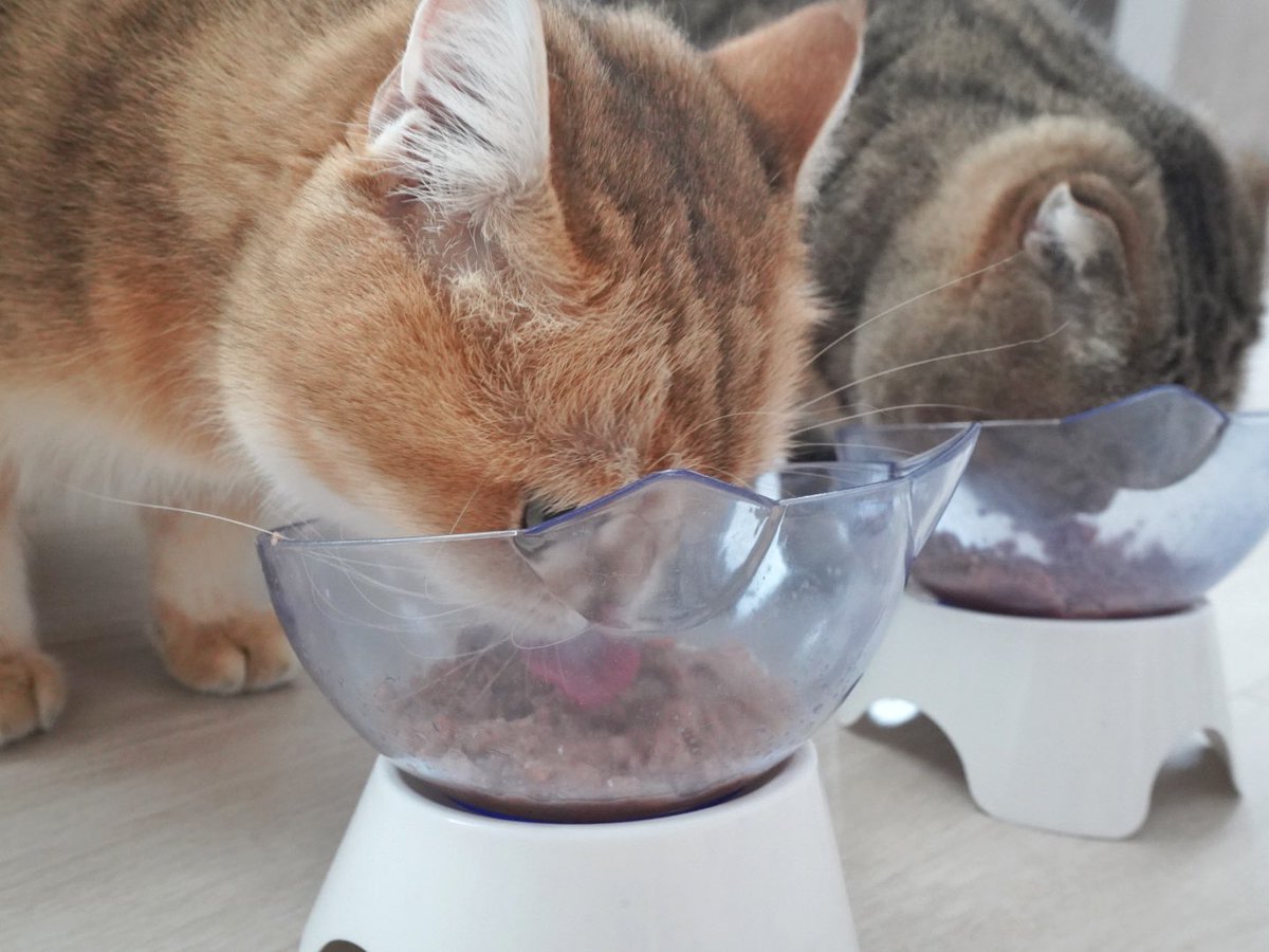 Bonusiie's tweet image. วันนี้แม่แมวมี #วิสกัส มาแจกด้วยนะคะมานุดด กินกันอร่อยฝุดๆไปเลย สารอาหารครบปัง ยิ่งกินยิ่งเพอร์ แถมตอนนี้ถ้าซื้อวิสกัสครบ 399 บ.มีสิทธิ์ลุ้นทอง ห้องน้ำแมว คอนโดแมว รางวัลเพียบ! ที่ไลน์ @whiskasrewards 

แต่แม่มี Whiskas pouch 4 ซอง มาแจกก่อน 10 รางวัล กติกา*แค่ ‘รีทวิตโพสต์นี้’