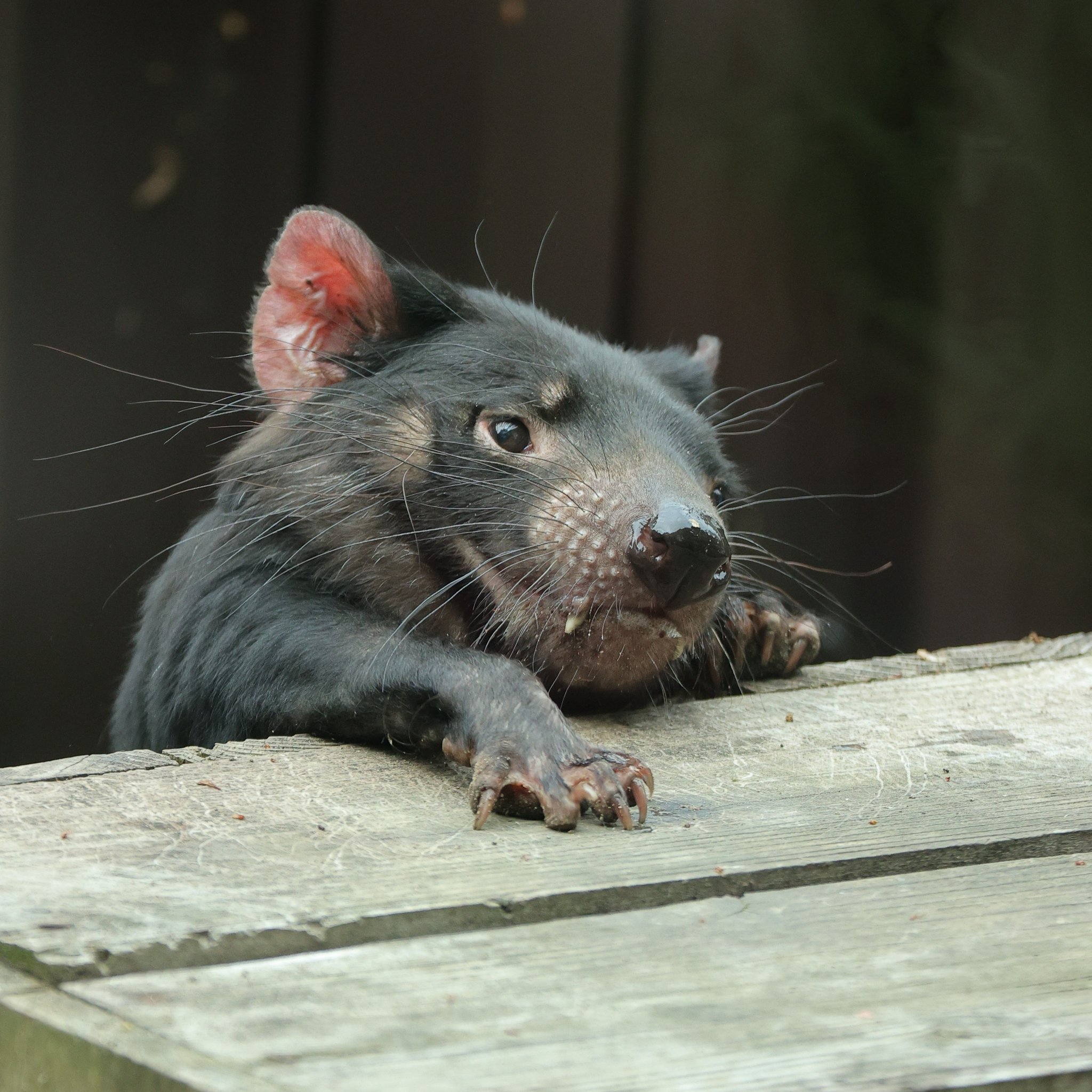 まめねこ タスマニアデビル タスマニアンデビル どっちが正しいとか無いと思うので両方使いまうまう T Co X48dy39dww Twitter