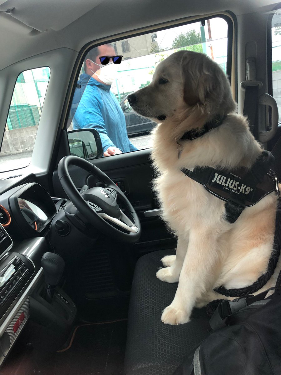 運転席で空想ドライブするワンコ 飼い主 アンタが運転するんかーい おたくま経済新聞