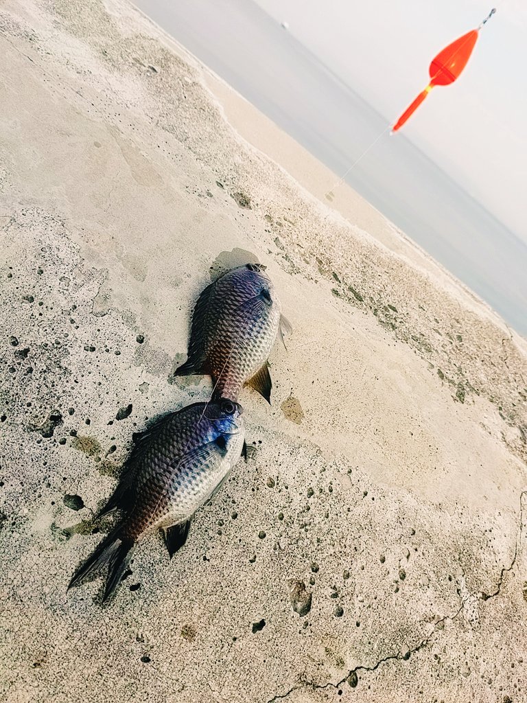 スズメダイ Twitter Search Twitter