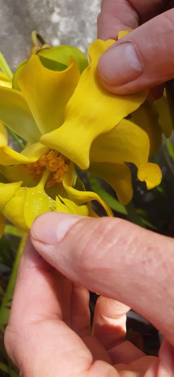 TCBotanicGarden's tweet photo. Beautiful day for #TransitionYear students visit @TCBotanicGarden @TCD_NatSci @matts20000 @JaneCStout
Talking #pollination
#plant- #insect interactions
#plantadaptations and #carnivorousplants
#TYprogramme
#lovebotany https://t.co/TpMVwrO7cg