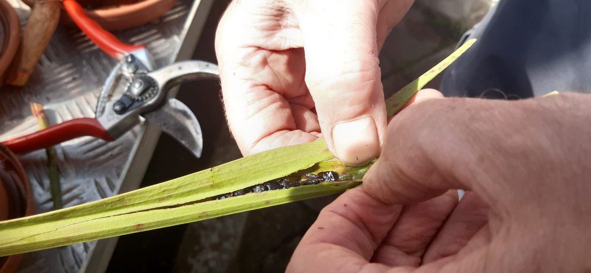 TCBotanicGarden's tweet photo. Beautiful day for #TransitionYear students visit @TCBotanicGarden @TCD_NatSci @matts20000 @JaneCStout
Talking #pollination
#plant- #insect interactions
#plantadaptations and #carnivorousplants
#TYprogramme
#lovebotany https://t.co/TpMVwrO7cg