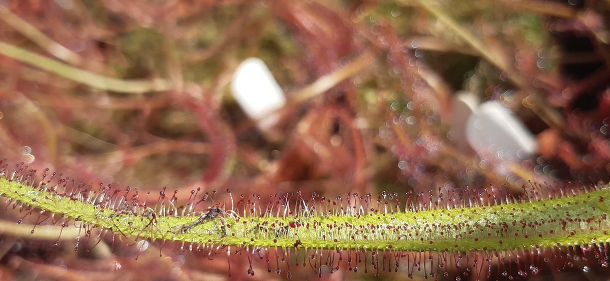 TCBotanicGarden's tweet photo. Beautiful day for #TransitionYear students visit @TCBotanicGarden @TCD_NatSci @matts20000 @JaneCStout
Talking #pollination
#plant- #insect interactions
#plantadaptations and #carnivorousplants
#TYprogramme
#lovebotany https://t.co/TpMVwrO7cg