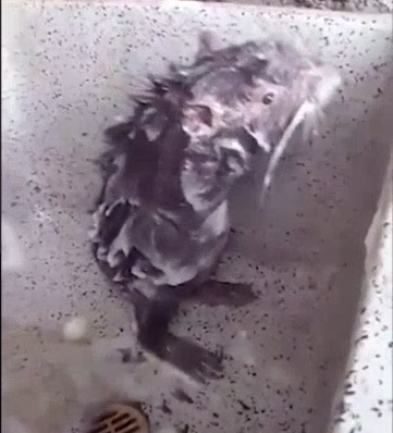 rat4ss's tweet photo. @zo3buglive https://t.co/WdFiaQEHHH