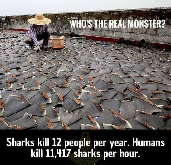 Shark fin soup claims many victims. 💔

The level of brutality is immeasurable, as the live shark is often thrown back into the water without its fins. 😡

Prevent cruelty -- keep sharks and ALL sea life off of your plate!