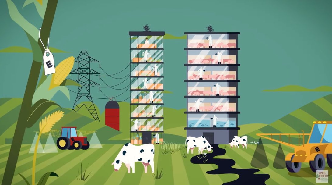 IPESfood's tweet photo. 🔬Can tech advances really reduce the negative impacts of intensive #meat production?
 
'Precision livestock' may deliver marginal gains, but it reinforces large uniform factory farms, creates health risks &amp; undermines resilience. #PoliticsofProtein

https://t.co/EK12uigVKs https://t.co/CXHokKIgdH