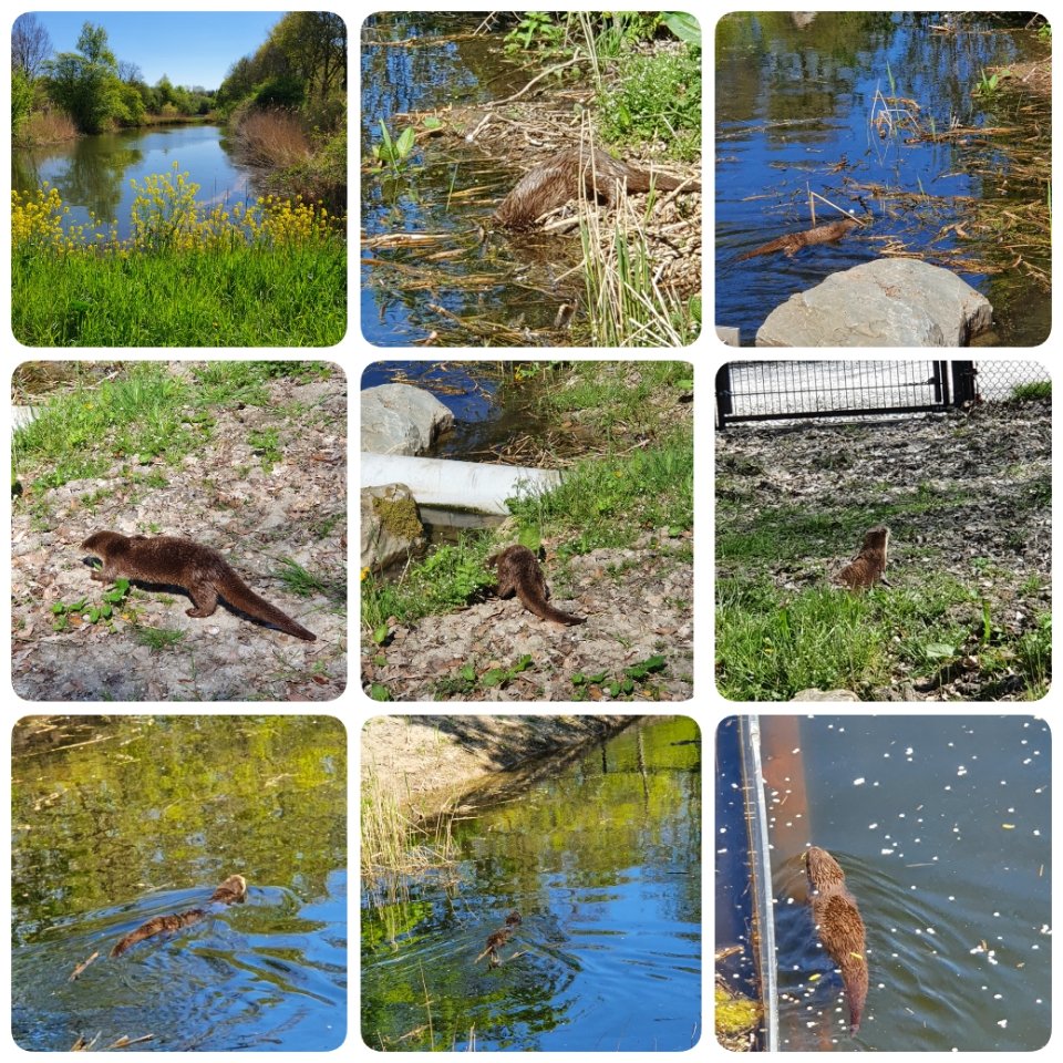 <a href="/AveGroen/">Ineke Groen Ave</a> 
Otter GESPOT
#Natuurpark lelystad#