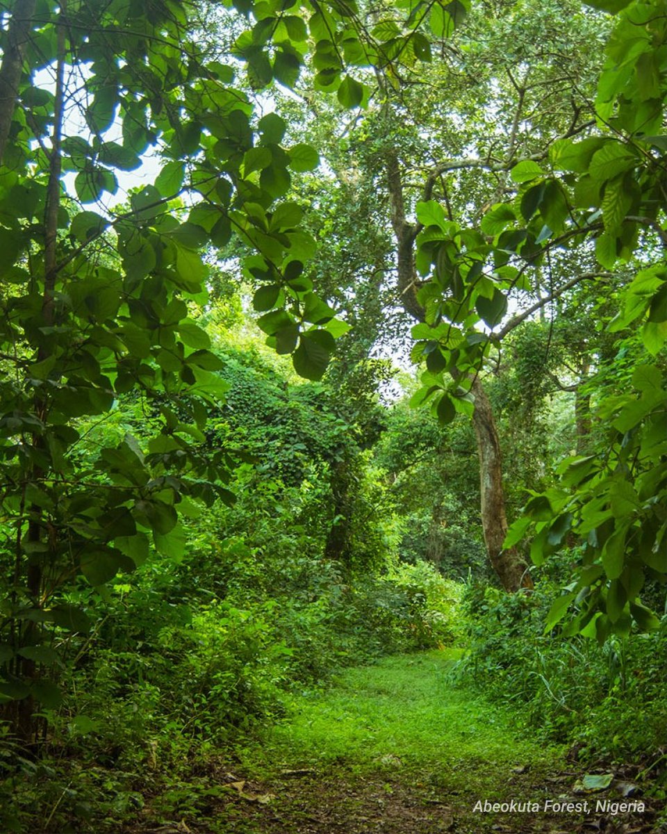 Momentum Dash tweet media