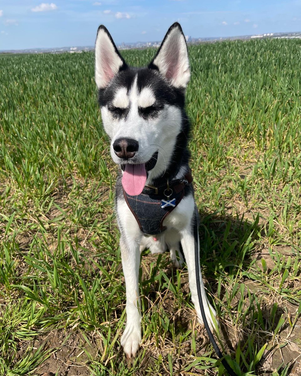 FitnessFergi's tweet photo. Ok so there have been lots of firsts for Hamish today! It was the first time he stole my breakfast 🙄also the first time he cocked his leg 😁 the first time he saw&ate a butterfly 😳 this is the face😂It was a beautiful day. #outinthesun #walkies #husky #steps #fitness #freshair https://t.co/TgpqTALx2K