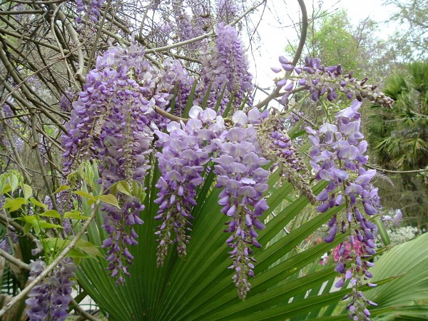 Lawnmasters318's tweet image. Wisteria
Japanese and Chinese wisteria are absolutely gorgeous in flower. So why do Southerners hate them so? Because these rampant vines smother, strangle, crush, and destroy everything around them.

#lawnmasters #lawntech #shreveport #weedoutwednesday #wisteria